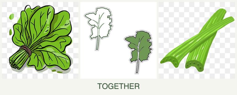 Can you plant spinach, kale and celery together?