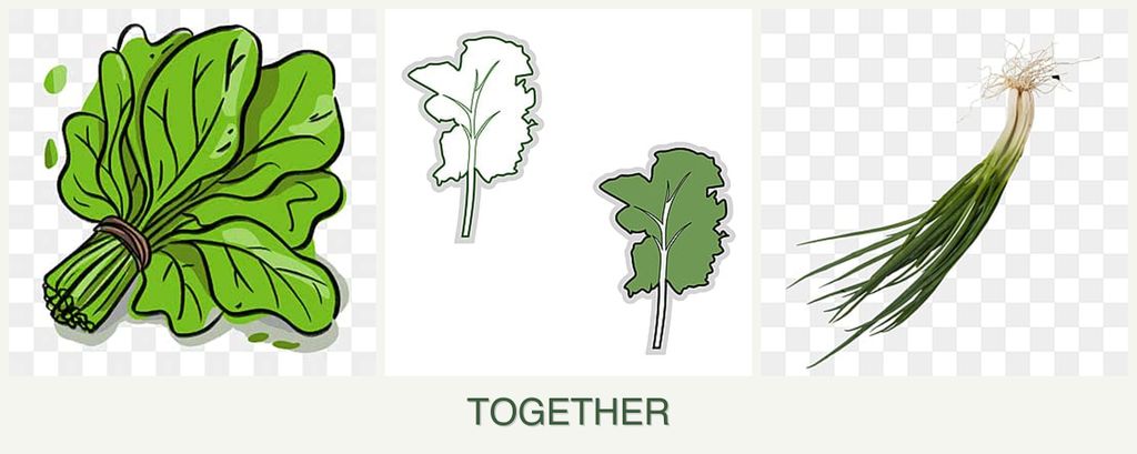 Can you plant spinach, kale and chives together?