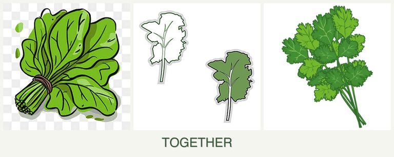 Can you plant spinach, kale and cilantro together?