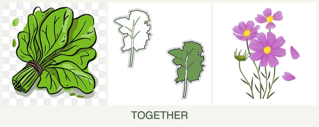 Can you plant spinach, kale and cosmos together?