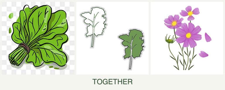Can you plant spinach, kale and cosmos together?