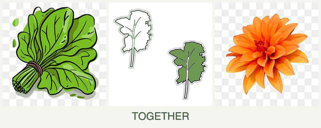 Can you plant spinach, kale and dahlias together?