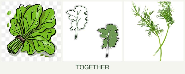 Can you plant spinach, kale and dill together?