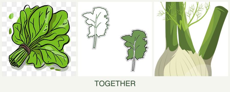 Can you plant spinach, kale and fennel together?