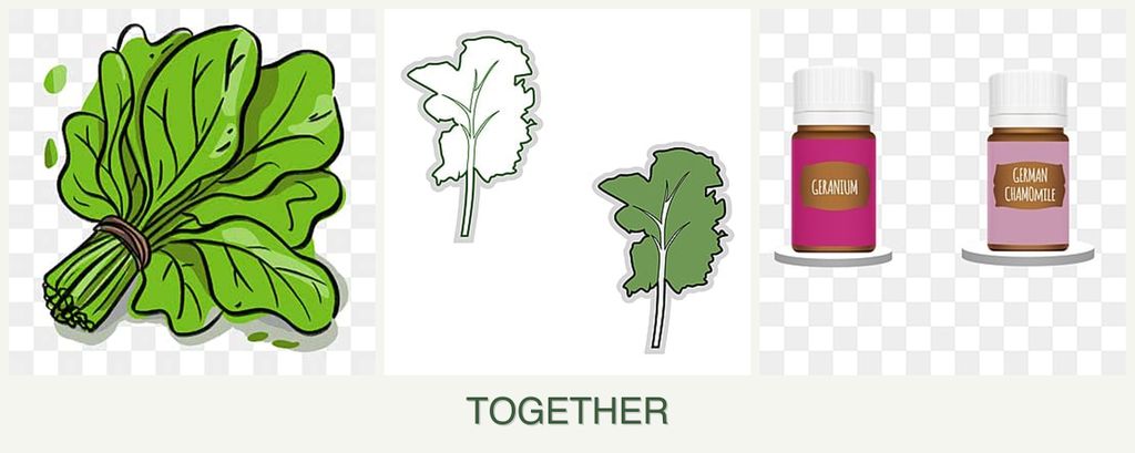 Can you plant spinach, kale and geraniums together?