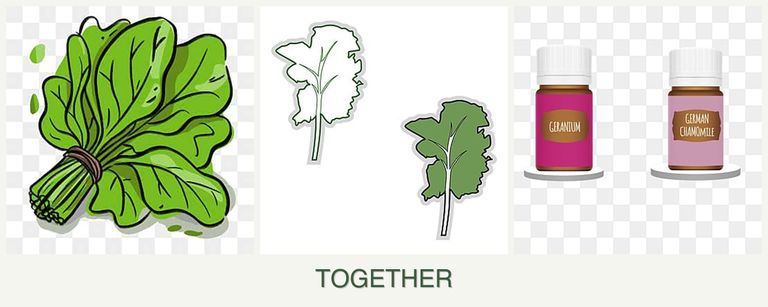 Can you plant spinach, kale and geraniums together?