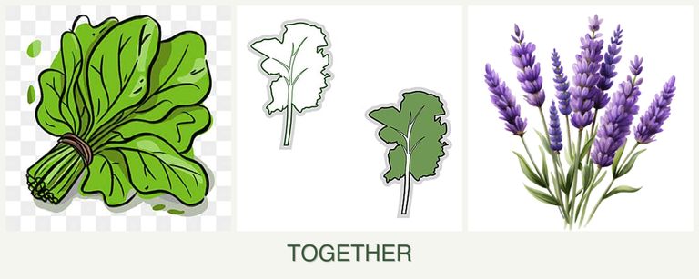 Can you plant spinach, kale and lavender together?