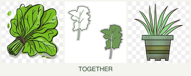 Can you plant spinach, kale and lemongrass together?