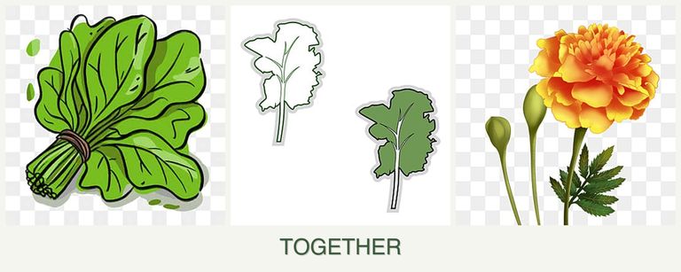 Can you plant spinach, kale and marigolds together?