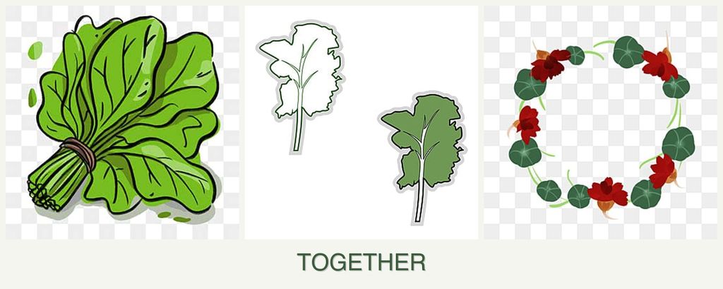 Can you plant spinach, kale and nasturtiums together?