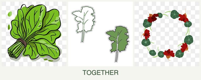 Can you plant spinach, kale and nasturtiums together?