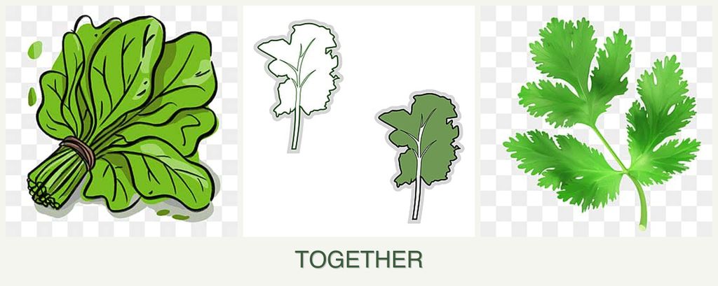 Can you plant spinach, kale and parsley together?