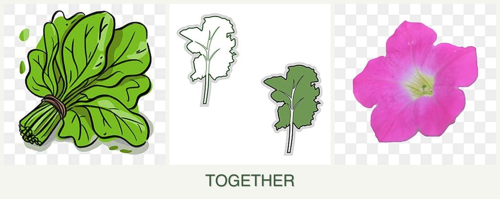 Can you plant spinach, kale and petunias together?