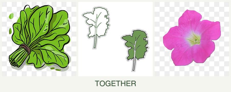 Can you plant spinach, kale and petunias together?