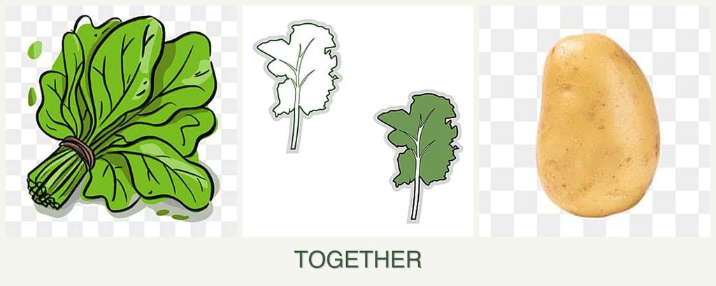 Can you plant spinach, kale and potatoes together?