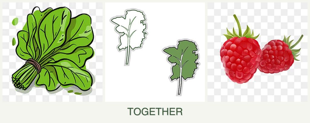 Can you plant spinach, kale and raspberries together?