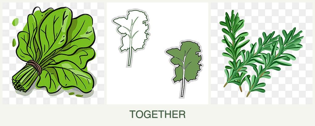 Can you plant spinach, kale and rosemary together?