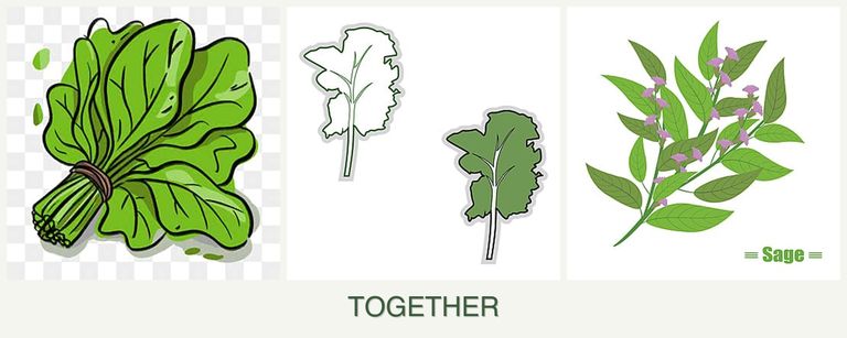 Can you plant spinach, kale and sage together?