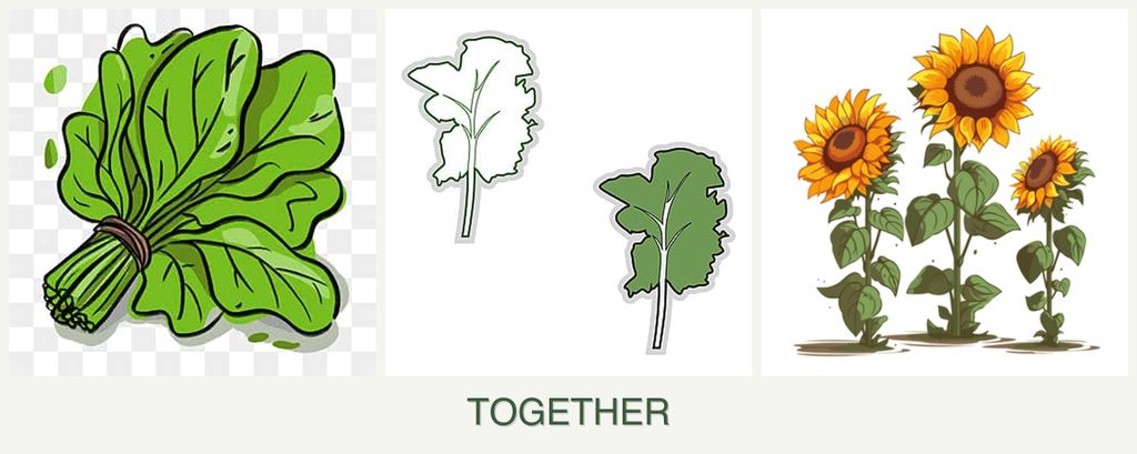 Can you plant spinach, kale and sunflowers together?