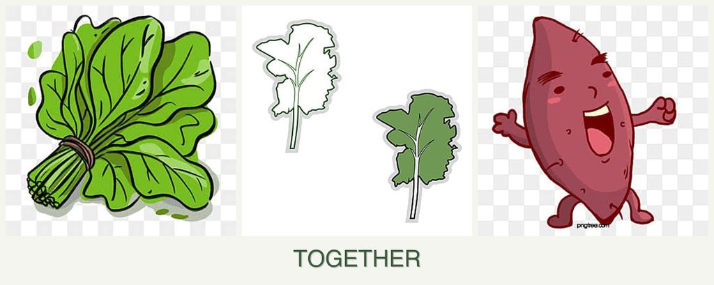 Can you plant spinach, kale and sweet potatoes together?
