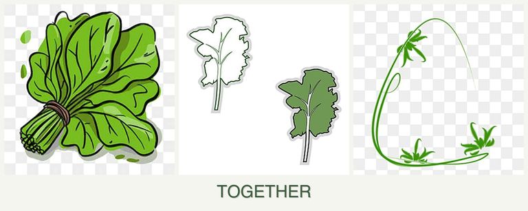 Can you plant spinach, kale and tarragon together?