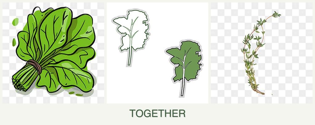 Can you plant spinach, kale and thyme together?