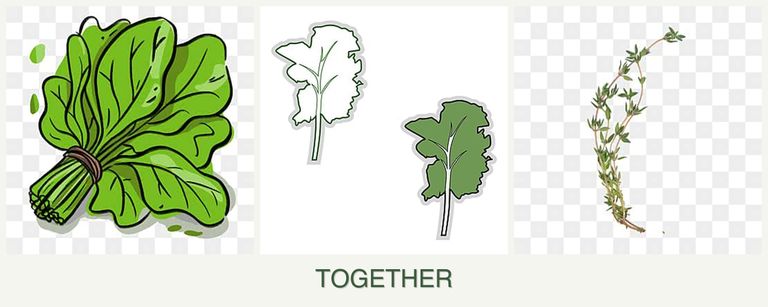 Can you plant spinach, kale and thyme together?