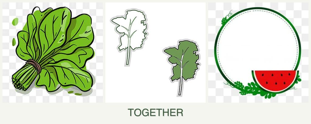 Can you plant spinach, kale and watermelons together?