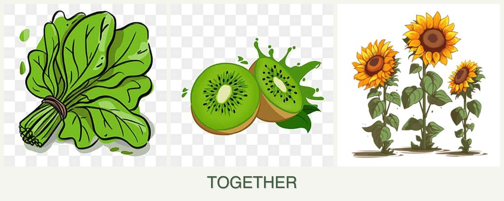 Can you plant spinach, kiwi and sunflowers together?