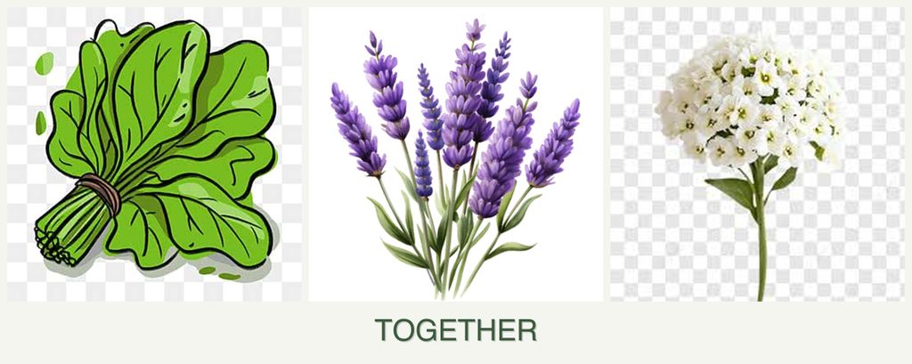 Can you plant spinach, lavender and alyssum together?