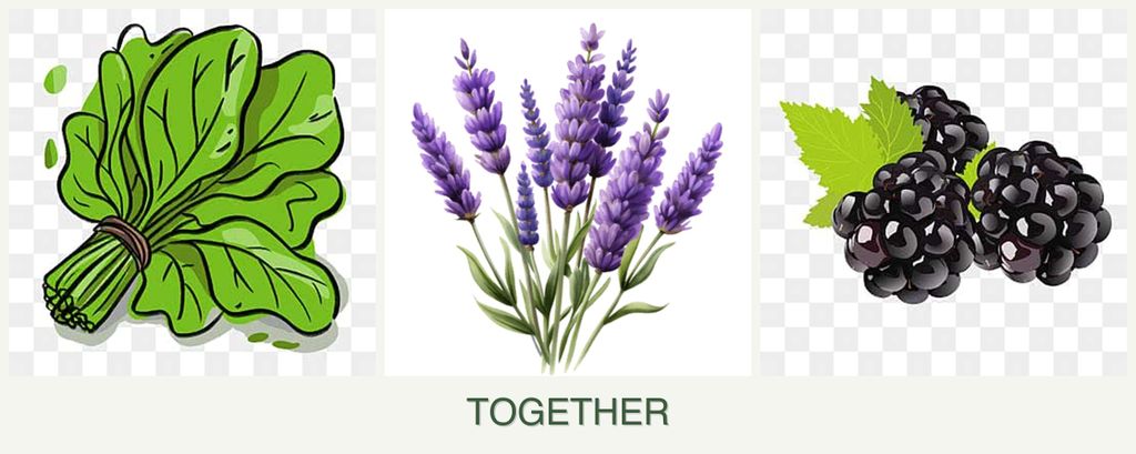 Can you plant spinach, lavender and blackberries together?