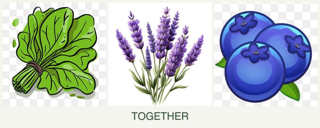 Can you plant spinach, lavender and blueberries together?