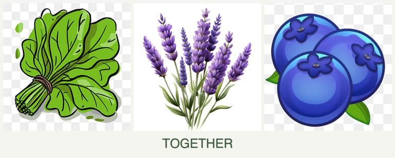 Can you plant spinach, lavender and blueberries together?