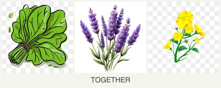 Can you plant spinach, lavender and calendula together?