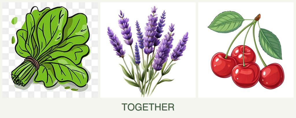 Can you plant spinach, lavender and cherries together?