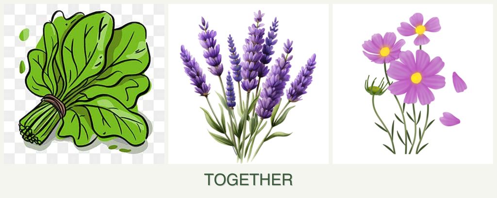 Can you plant spinach, lavender and cosmos together?