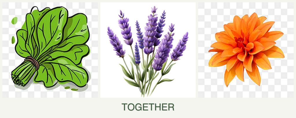 Can you plant spinach, lavender and dahlias together?