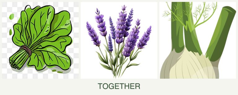 Can you plant spinach, lavender and fennel together?