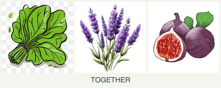Can you plant spinach, lavender and figs together?