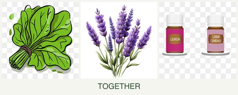 Can you plant spinach, lavender and geraniums together?