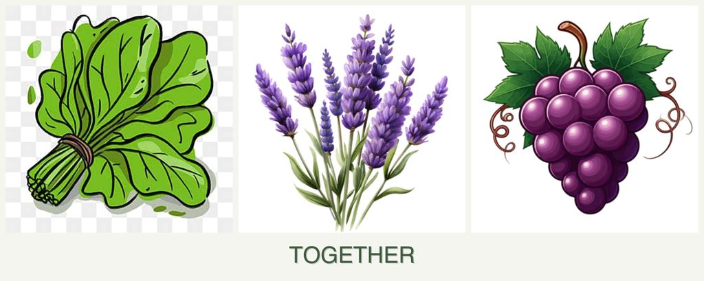 Can you plant spinach, lavender and grapes together?