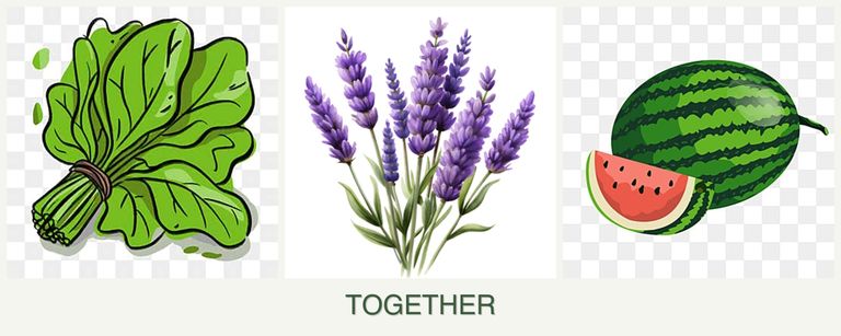 Can you plant spinach, lavender and melons together?