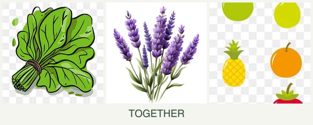Can you plant spinach, lavender and pears together?