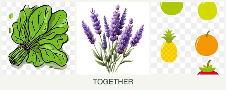 Can you plant spinach, lavender and pears together?
