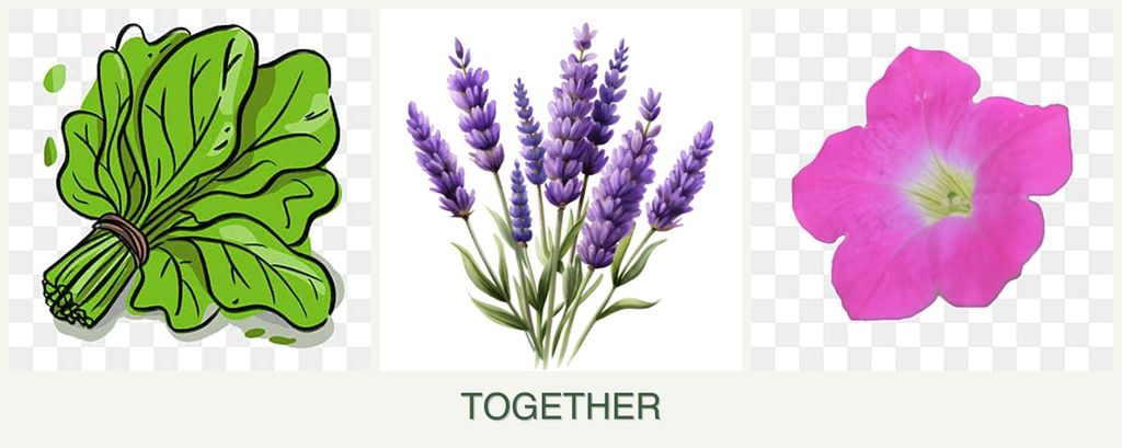Can you plant spinach, lavender and petunias together?