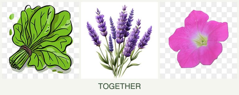 Can you plant spinach, lavender and petunias together?