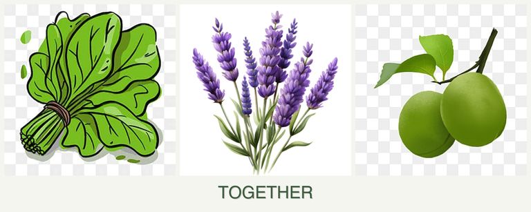Can you plant spinach, lavender and plums together?