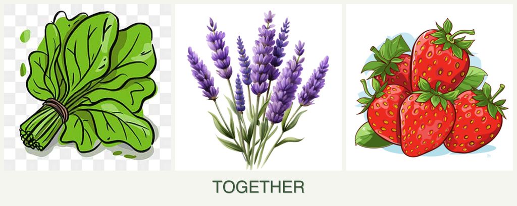 Can you plant spinach, lavender and strawberries together?