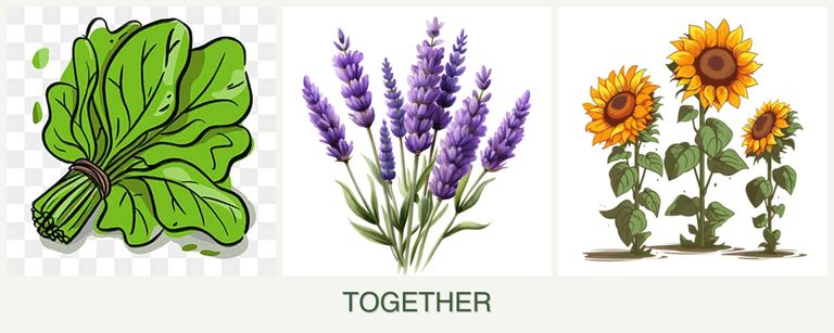 Can you plant spinach, lavender and sunflowers together?