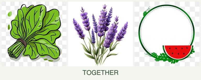 Can you plant spinach, lavender and watermelons together?